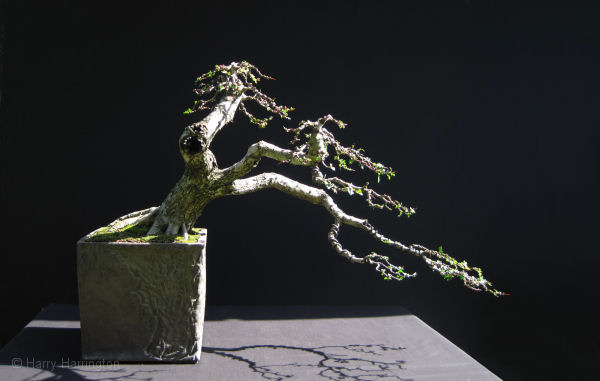 hawthorn bonsai